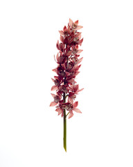 Red mini cymbidium isolated on white background