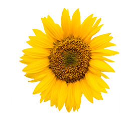 Fototapeta premium sunflower flower on a white background