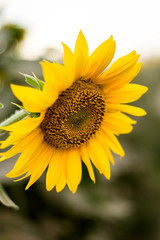 sunflower flower on blurry background