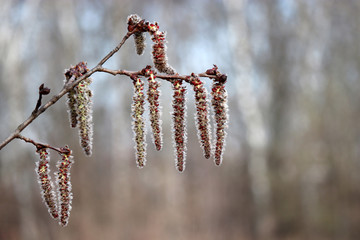 Aspen catkins on a branch close-up. Forest in early spring