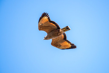 Savanna Hawk photographed in Corumba, Mato Grosso do Sul. Pantanal Biome. Picture made in 2017.