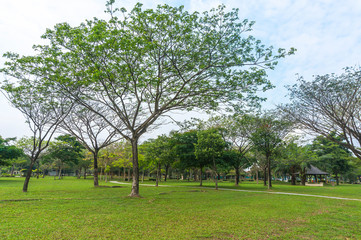 Tree garden
