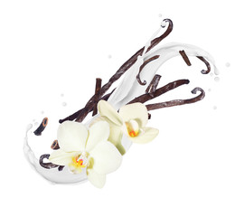 Fragrant dried vanilla sticks with flower in milk splashes on a white background