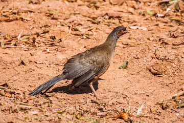 Chaco Chachalaca photographed in Corumba, Mato Grosso do Sul. Pantanal Biome. Picture made in 2017.