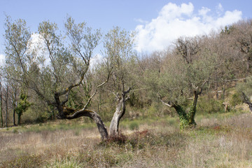 The wonderful Umbrian olive trees (Italy)