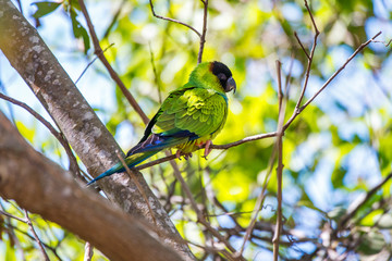 Nanday Parakeet photographed in Corumba, Mato Grosso do Sul. Pantanal Biome. Picture made in 2017.