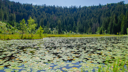 Schwarzwald - Huzenbacher See ( Karsee ) bedeckt mit Teichrosen, Landschaft Hintergrund Panorama