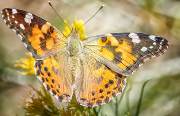 butterfly on flower