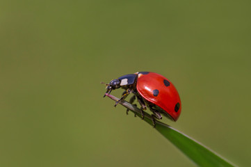 close up of ladybug sitting on top of blade