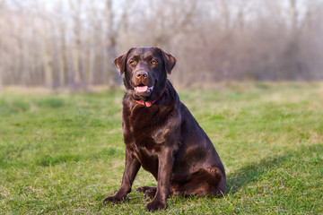 Brown chocolate Labrador sitting on green grass over forest background