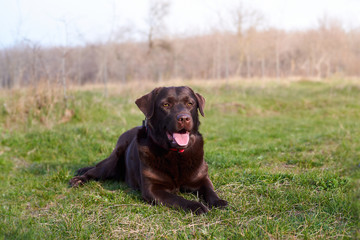 Chocolate Labrador laying on green grass 