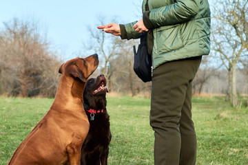 Two dogs Labrador and Ridgeback waiting for treats sitting by owner outside in the park  