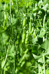 Obraz premium green peas growing