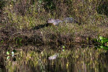 Yacare Caiman photographed in Corumba, Mato Grosso do Sul. Pantanal Biome. Picture made in 2017.