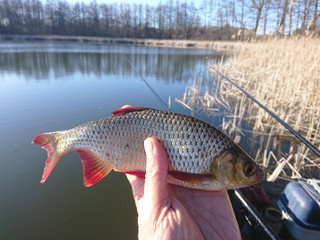 a fish caught in a lake by an angler - obrazy, fototapety, plakaty