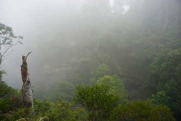 Fog in Blue Mountains, March 2019