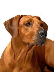 Fototapeta na wymiar Rhodesian ridgeback dog portrait isolated on white background 