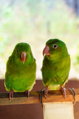  two green parakeets poking on a branch