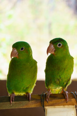 two green parakeets poking on a branch