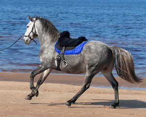 Fototapeta na wymiar Dappled grey andalusian horse galloping with the saddle on the beash in summer day. 