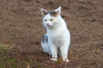 A white striped cat sits on the ground