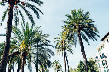 Fototapeta na wymiar Palm trees against blue sky. Summer holidays concept, Palma de Mallorka