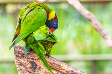 Rainbow Lorikeet Parrot - a very brightly colored parrot species