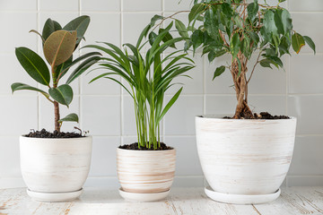 Appartment gardening - houseplants in white pots on white background