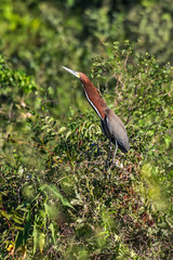 Rufescent Tiger Heron photographed in Corumba, Mato Grosso do Sul. Pantanal Biome. Picture made in 2017.