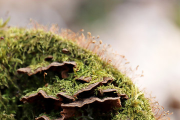 Green and red moss with mushrooms on a stump in magic forest. Colorful macro shot of fairy nature, dreamy background