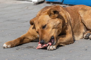 A stray dog in a city park eats a bone_