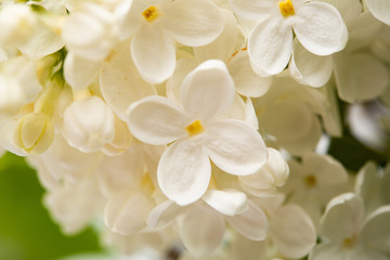 white lilac in spring close-up