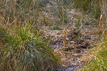 View of a nest in a swamp. Cranes have built the nest and there is already an egg in the nest.