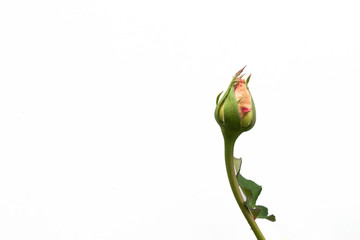 bud of rose on white background