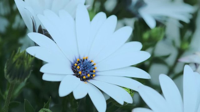 Close-up view of a beautiful chamomile with white petals and blue and yellow tubular flowers, growing in a meadow, b-roll 4K