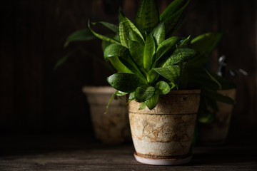 Appartment gardening - houseplants in white pots on wood background