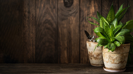 Appartment gardening - houseplants in white pots on wood background