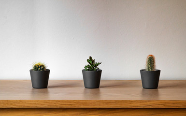 Small plants (cactuses) in dark pot on the wooden table