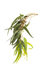 eucalyptus leaves isolated