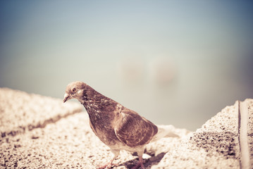 Pigeon on stone fence
