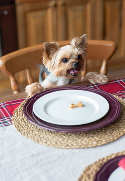 Yorkshire terrier sitting at the table with dog biscuit 