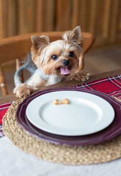 Yorkshire terrier sitting at the table with dog biscuit 