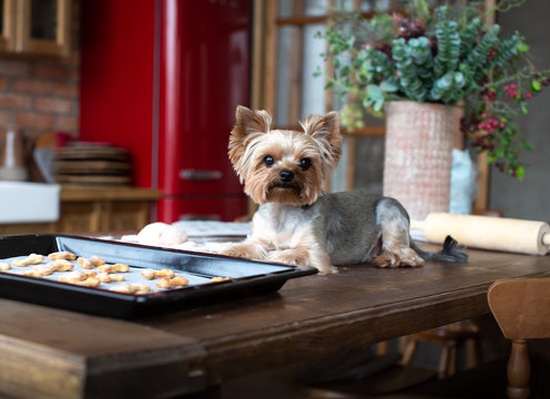 Yorkshire terrier lying on the table with dog goodies 