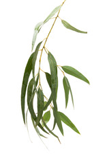 eucalyptus leaves isolated