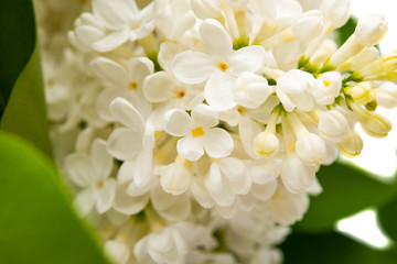 white lilac in spring close-up