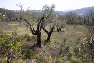 typical olive trees of Umbria (Italy)