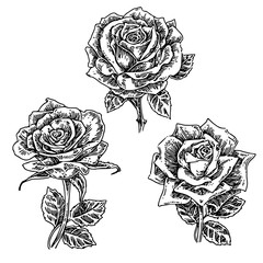 Beautiful set of roseson stem. Sketch tattoo. Engraving style. Vector illustration.