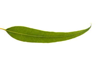 eucalyptus leaves isolated