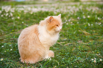 Fototapeta na wymiar Cream and white long haired cat sitting in the lawn at the end of the day