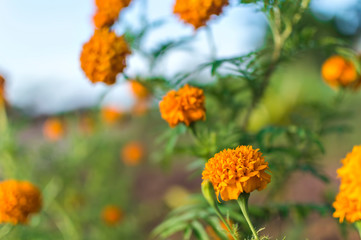 Marigold flower with soft sun light